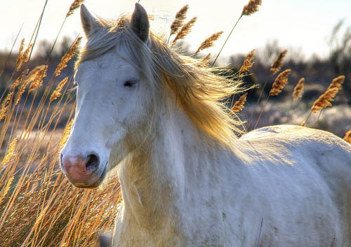 CAMARGUE